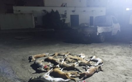 القضاء على (70) كلبًا ضالًا خلال حملة بيئية مكثفة في خور مكسر