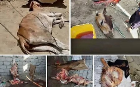 تعز.الامن يضبط صاحب ملحمة "نجد قسيم" وبيع لحم بقرة ميته فيها.