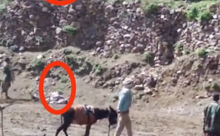 ​فيديو صادم يشعل الغضب.. ابنة مشرف حوثي تقتل (حماراً) وتمنع مزارعين من حرث أرضهم