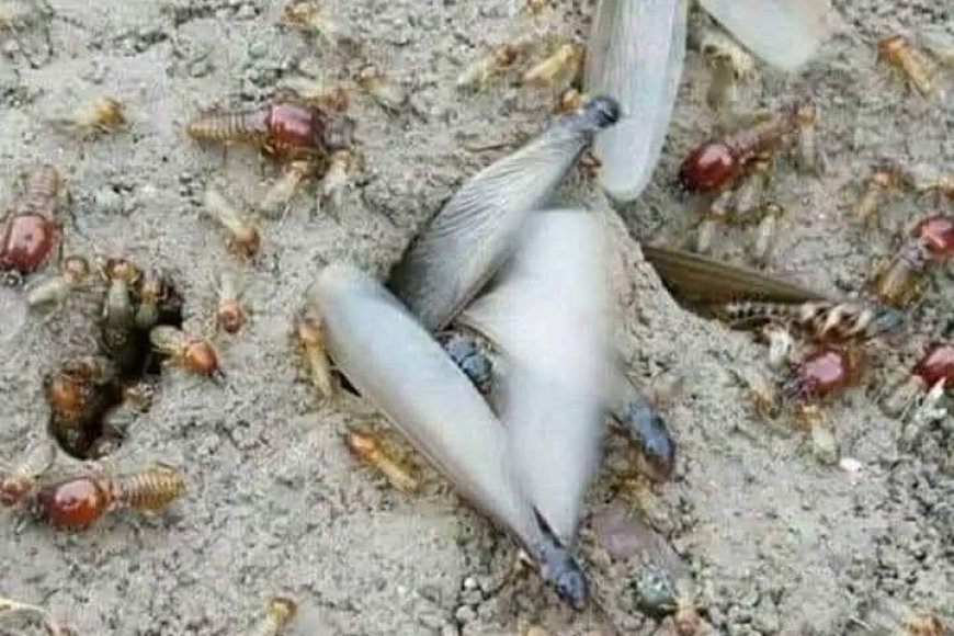 الشظوة.. حشرة الربيع اليمني بين الموروث الغذائي ووشوشة الاندثار
