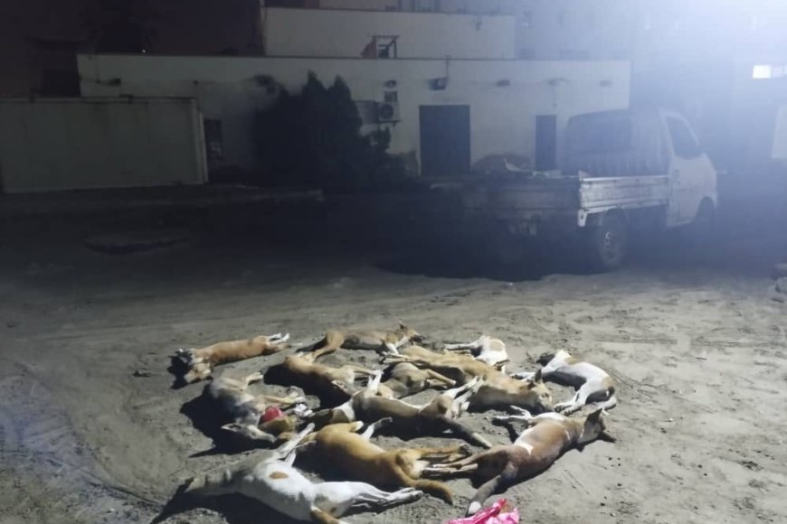 القضاء على (70) كلبًا ضالًا خلال حملة بيئية مكثفة في خور مكسر