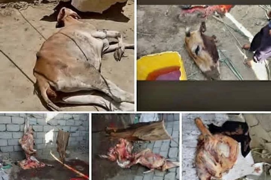 تعز.الامن يضبط صاحب ملحمة نجد قسيم وبيع لحم بقرة ميته فيها.