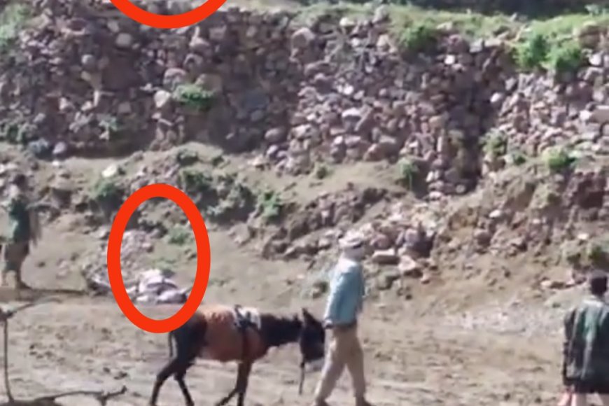 ​فيديو صادم يشعل الغضب.. ابنة مشرف حوثي تقتل (حماراً) وتمنع مزارعين من حرث أرضهم