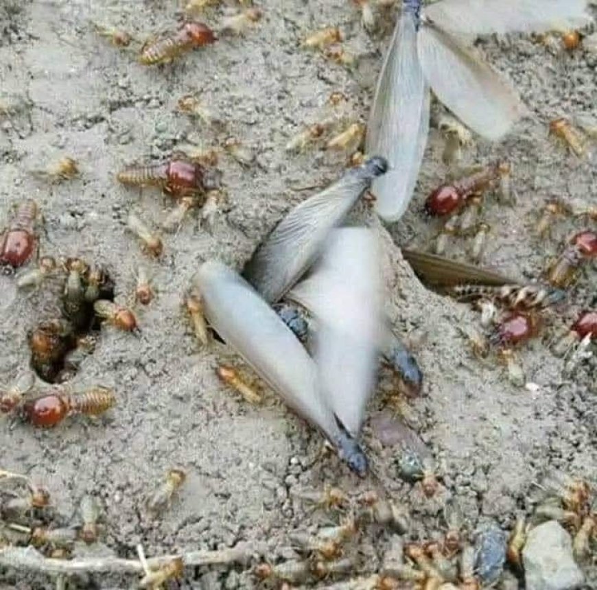 الشظوة.. حشرة الربيع اليمني بين الموروث الغذائي ووشوشة الاندثار