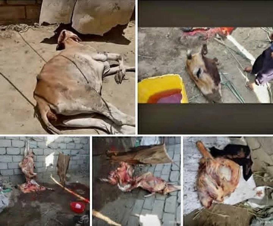 تعز.الامن يضبط صاحب ملحمة "نجد قسيم" وبيع لحم بقرة ميته فيها.