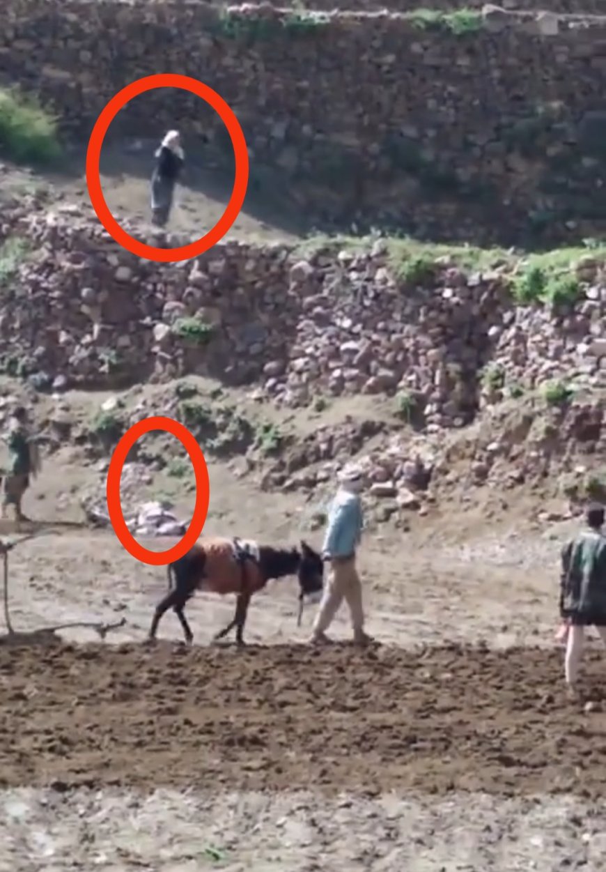 ​فيديو صادم يشعل الغضب.. ابنة مشرف حوثي تقتل (حماراً) وتمنع مزارعين من حرث أرضهم