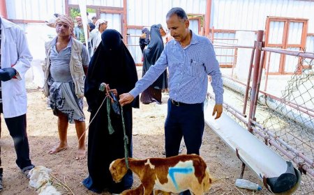 برعاية الوزير السقطري: تدشين توزيع الثروة الحيوانية للمشاركين في برنامج تربية وصحة الحيوان بمحافظة لحج