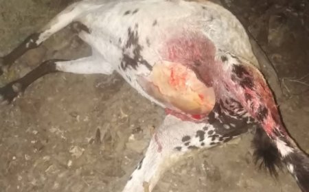 تعز ..لغز الأغنام النافقة في جبل نعمان بالشراجة يثير تساؤلات الأهالي.. ودعوات لمراقبة المراعي والجبال