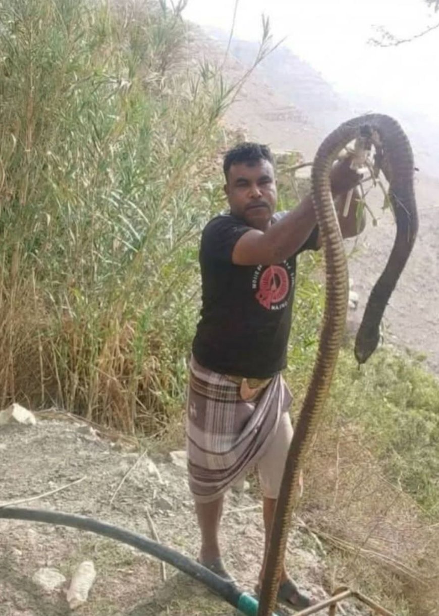 أفعى عملاقة تخرج من جحرها في وادي الكرب بالضالع.والأهالي يعيشون لحظات من الرعب قبل القضاء عليها