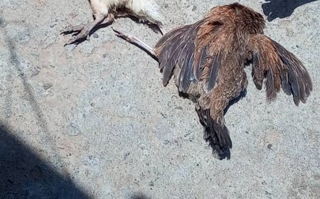 لحج..مرض غامض يهدد الثروة الداجنة في وادي الفقير بالمسيمير والأهالي يناشدون