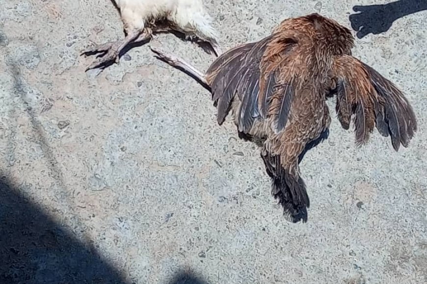 لحج..مرض غامض يهدد الثروة الداجنة في وادي الفقير بالمسيمير والأهالي يناشدون