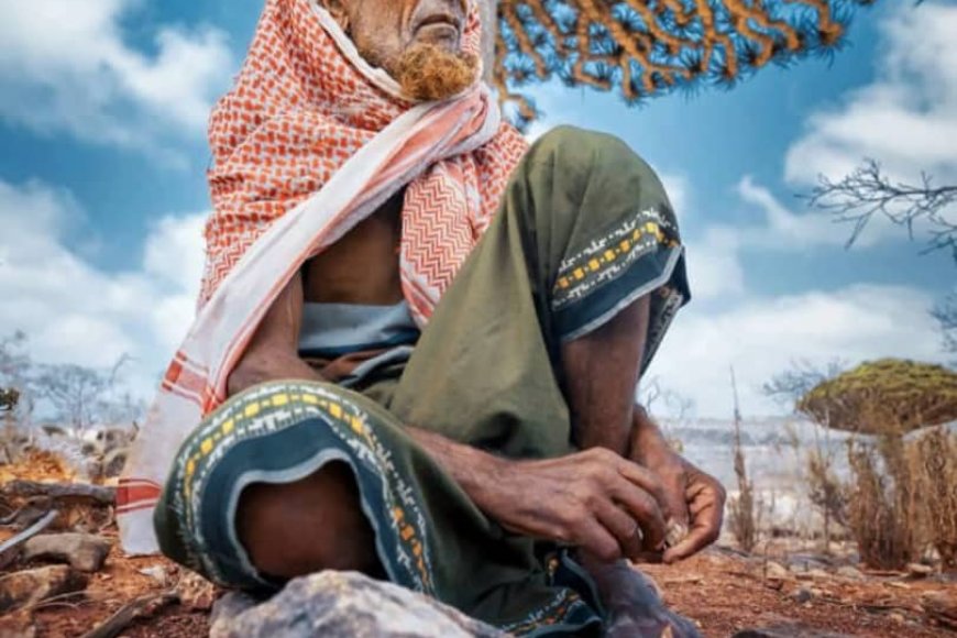 سقطرى.. هوية لا تموت