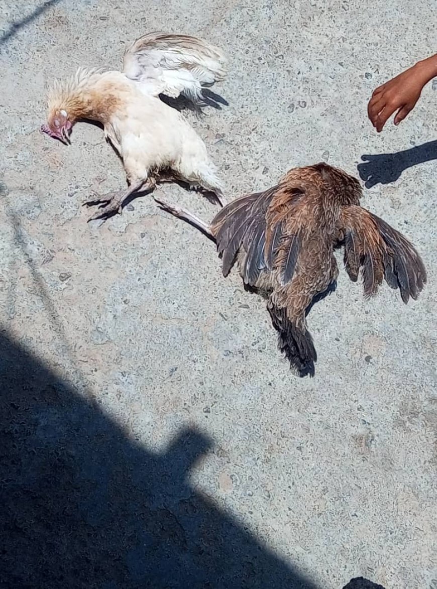 لحج..مرض غامض يهدد الثروة الداجنة في وادي الفقير بالمسيمير والأهالي يناشدون