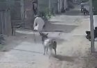 مشهد مرعب وثقته كاميرات المراقبة.. ثلور هائج يهاجم رجلاً مسناً 