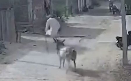 مشهد مرعب وثقته كاميرات المراقبة.. ثلور هائج يهاجم رجلاً مسناً 